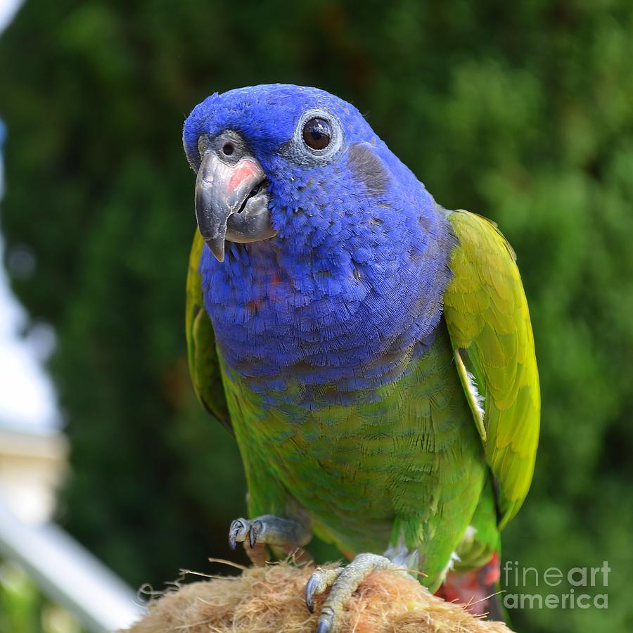 Blue Headed Pionus Parrot Photograph