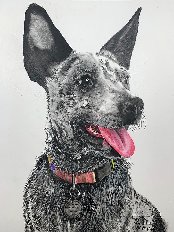 Blue healer Painting by Forrest Weddle - Fine Art America