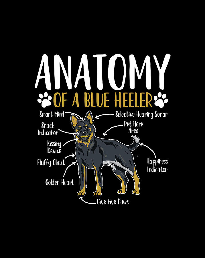 Blue Heeler Dog Anatomy Drawing by Grace Hunter