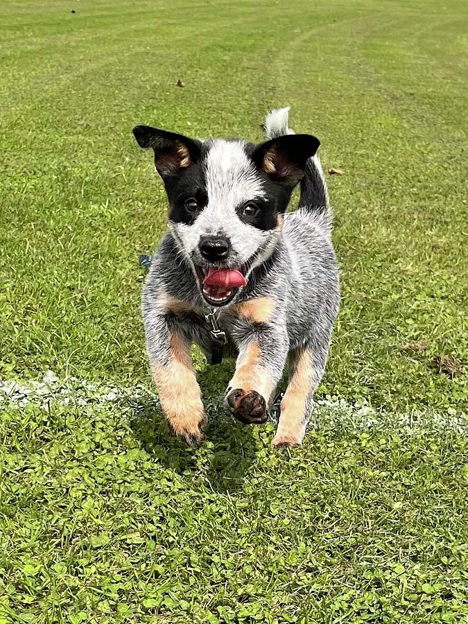 Blue Heeler Puppy Photograph by Pam Neilands - Fine Art America