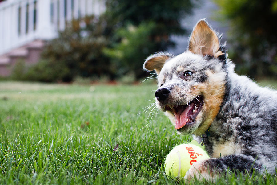 Blue Heeler with ball Photograph by Photo by Jules Clark