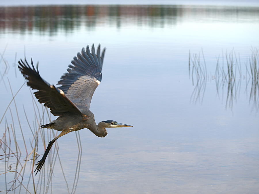 Great Blue Heron Photograph - Blue Heron 3 by Peter Gray