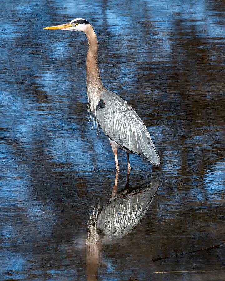 Blue Heron Photograph by Alan Moore Blue Heron Photograph by Alan Moore