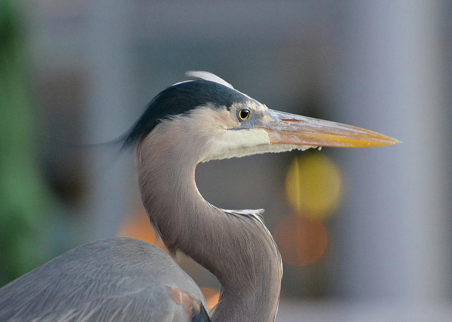 Blue Heron by Amanda Rimmer Blue Heron by Amanda Rimmer