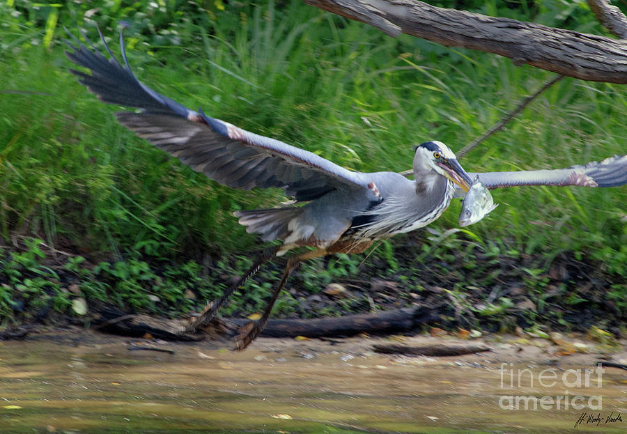 Blue Heron And Fish-Signed-#9509 Photograph by J L Woody Wooden