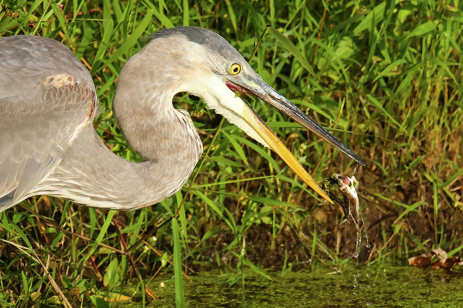 Blue Heron and Frog Photograph by Brook Burling