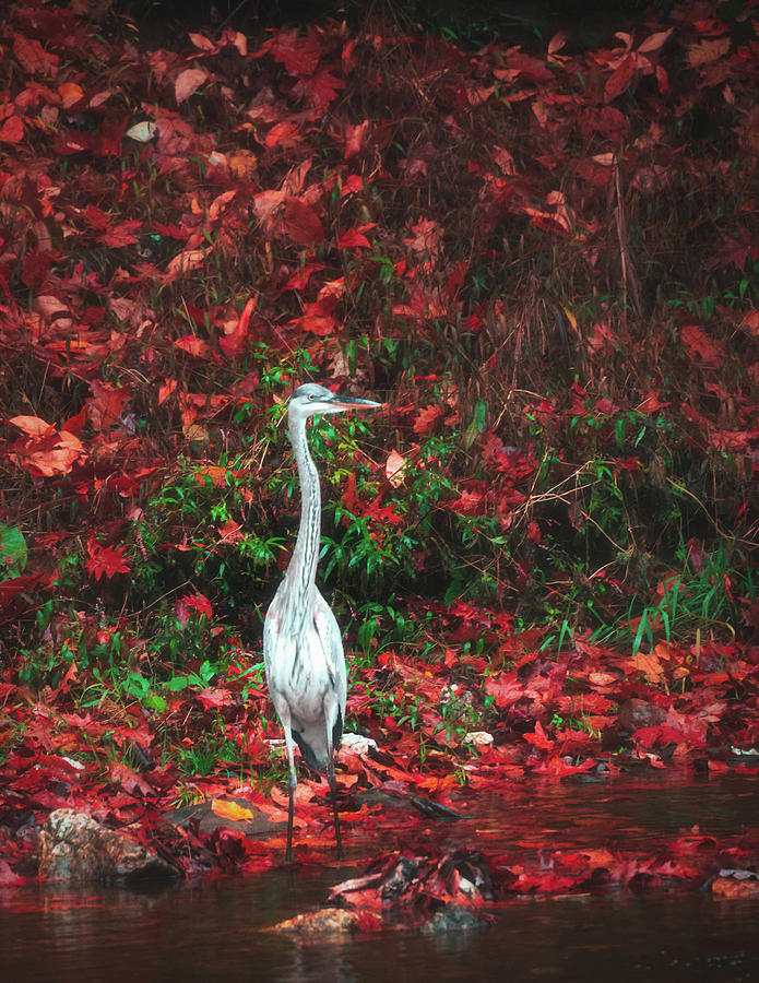 Blue Heron and Red Autumn Leaves Photograph by Jason Fink
