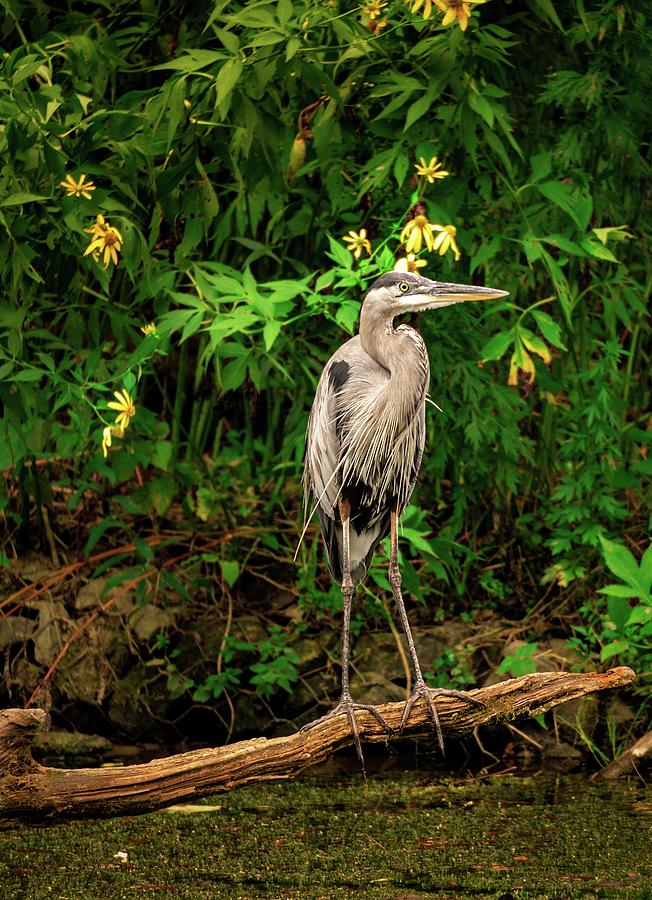 Blue Heron and Yellow Lilies Close Up Photograph by Jason Fink
