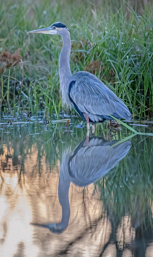 Blue Heron Artistic Photograph by Joan Carroll - Fine Art America
