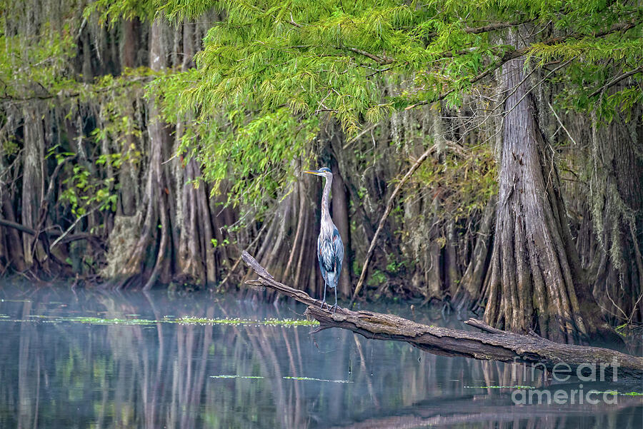 Blue Heron at Caddo Swamp Photograph by Bee Creek Photography - Tod and ...