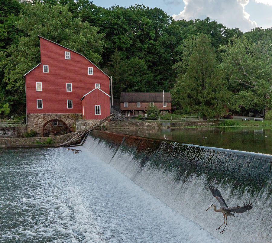 Blue Heron at Clinton Red Mill Photograph by GeeLeesa