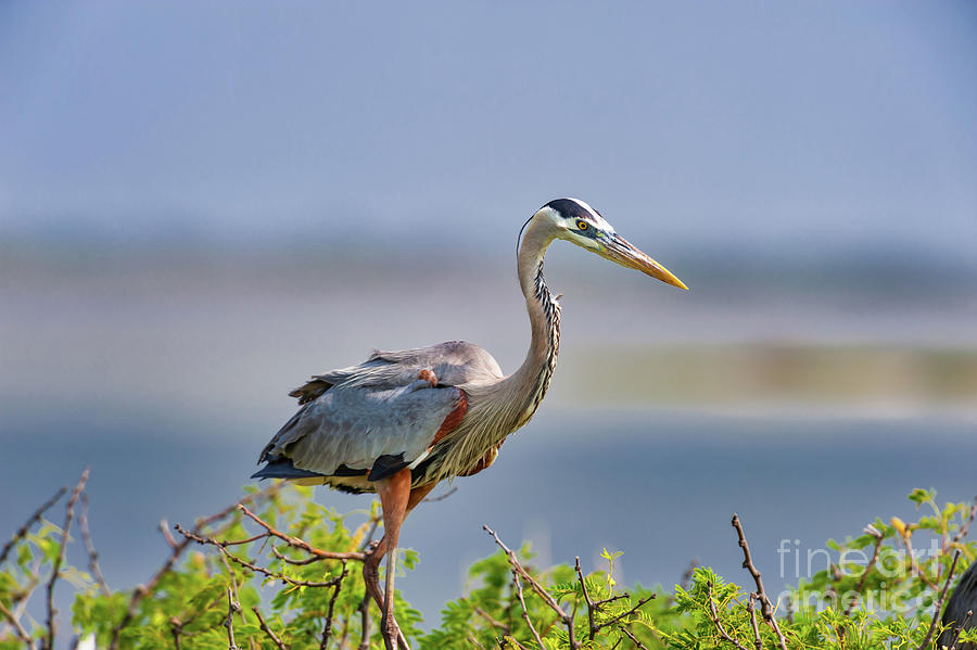 Bird Photograph - Blue Heron at Rookery Island by Bee Creek Photography - Tod and Cynthia