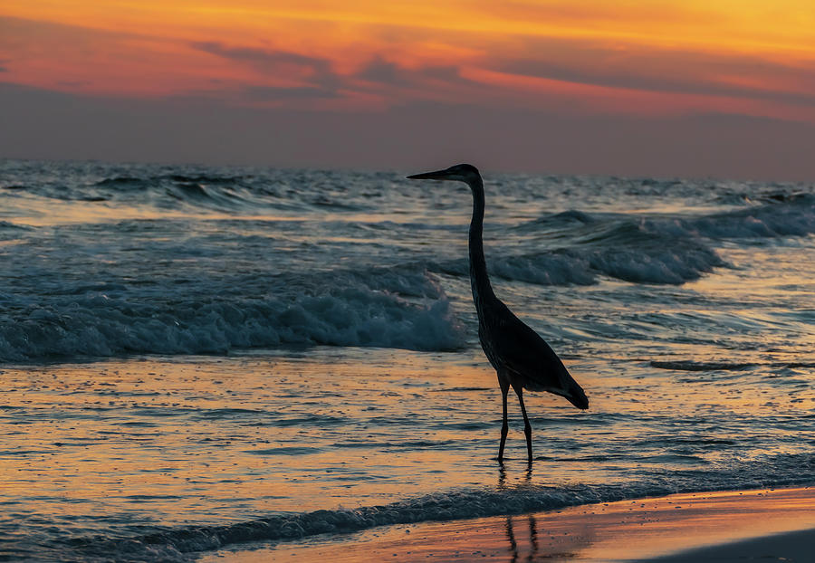 Blue Heron at the Beach Photograph by Sandra Js