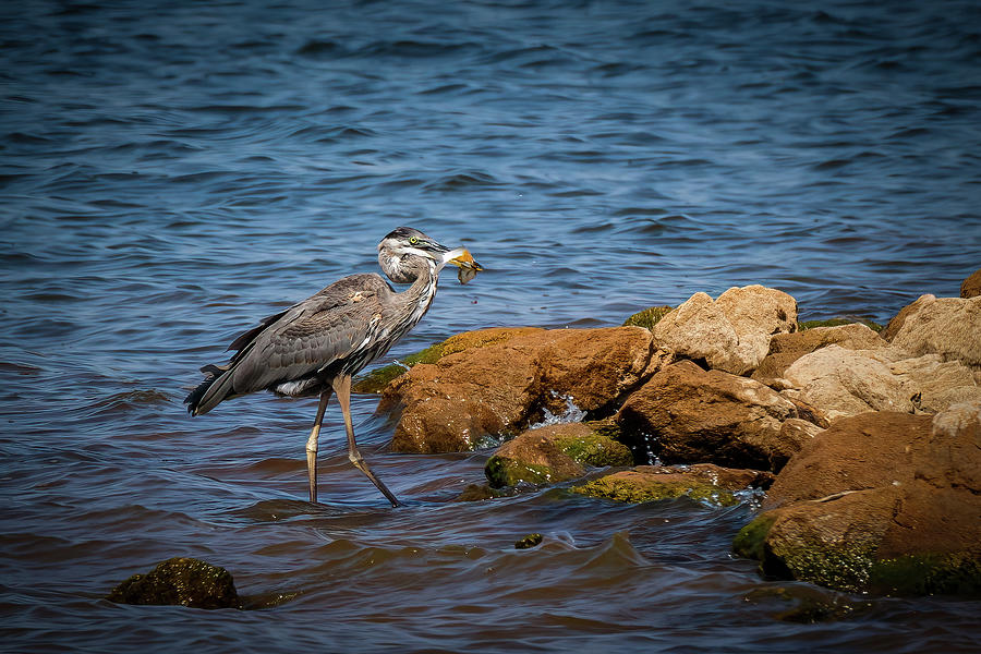 Blue Heron at the Lake Photograph by Doug Long