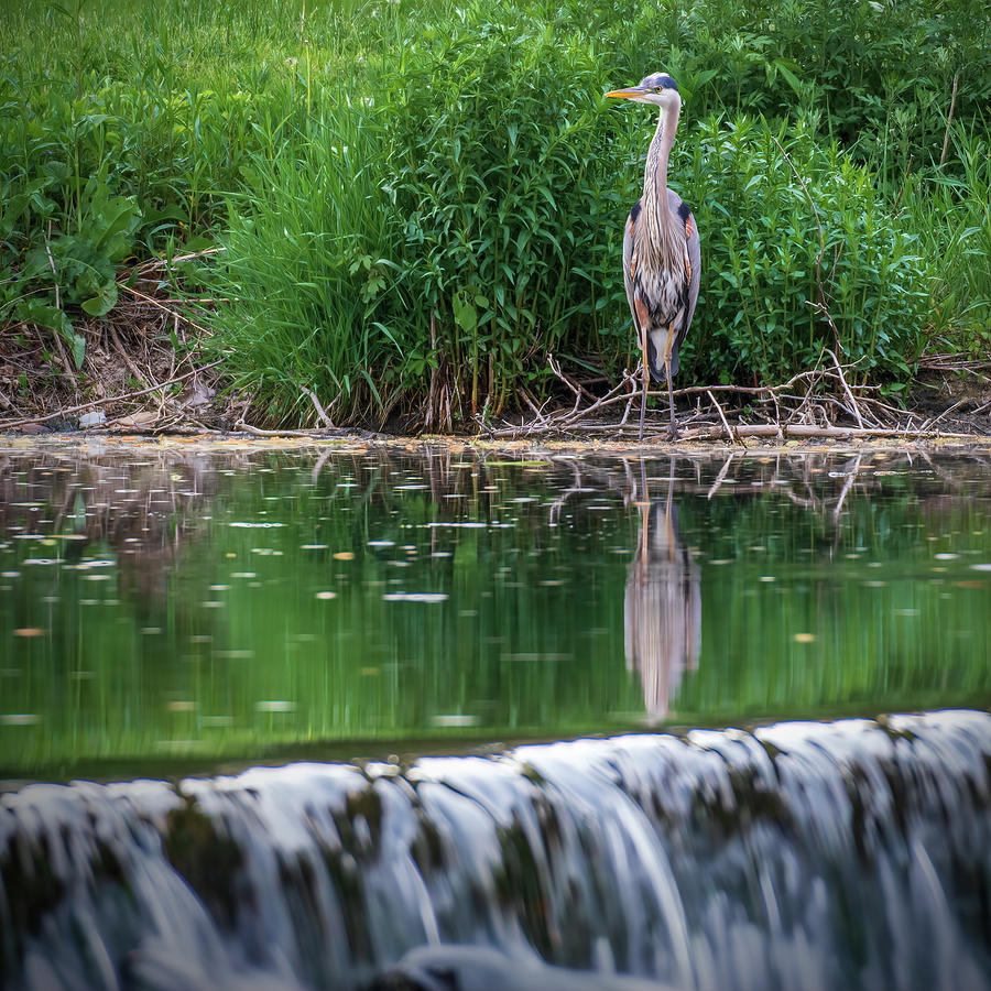 Blue Heron at Wehrs Dam Photograph by Jason Fink