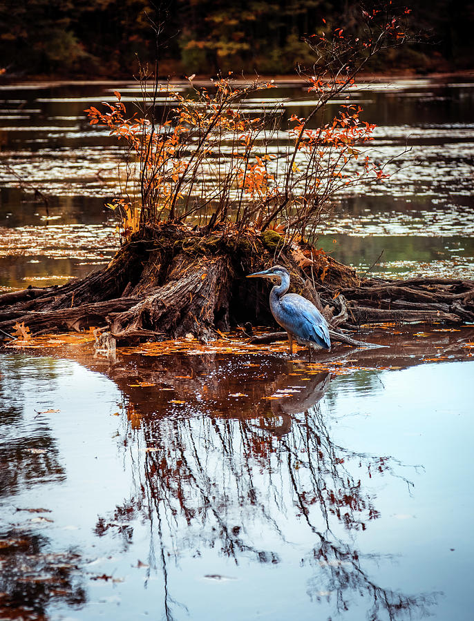 Blue Heron Autumn scene 2 Photograph by Lilia D