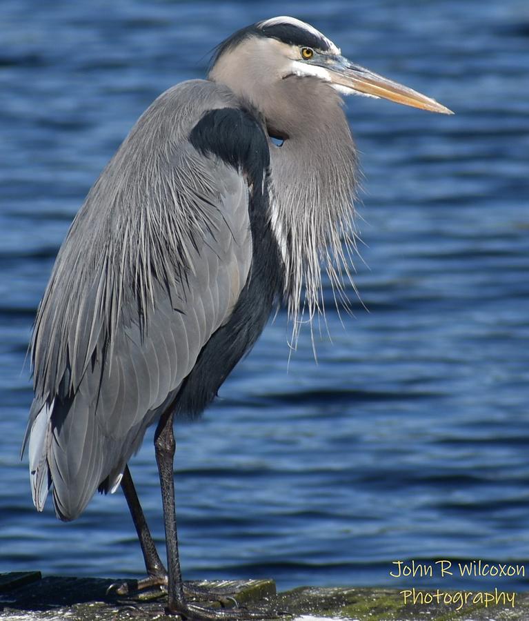 Blue Heron Beauty Photograph by John Wilcoxon - Fine Art America