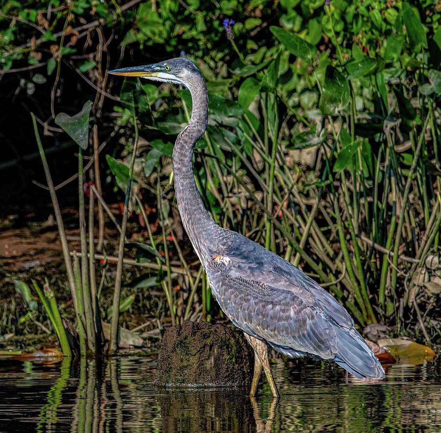 Blue Heron Photograph by Brian Shoemaker