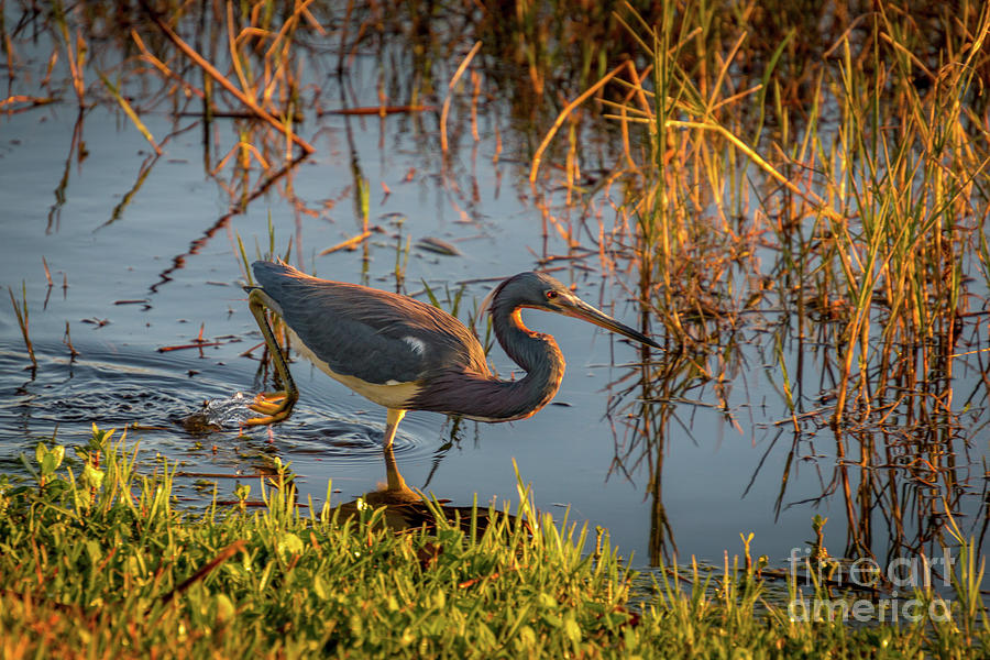 Blue Heron Caught In The Eyes Of The Golden Sun Photograph by Philip And Robbie Bracco