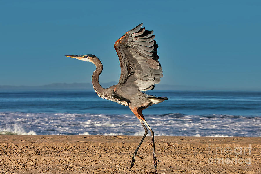 Blue Heron Dance, Great Blue Heron, Bird, Wings, Beach, Ocean, Photograph by David Millenheft