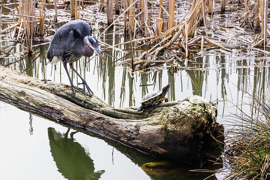 Blue Heron Dancing With A Turtle Photograph