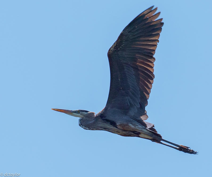 Blue Heron Photograph by David Taylor