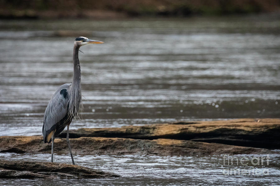 Blue Heron Photograph by Doug Sturgess