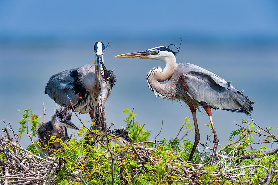 Bird Photograph - Blue Heron Family by Bee Creek Photography - Tod and Cynthia