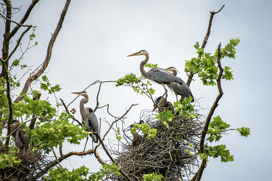 Blue Heron Family Photograph by Robert J Wagner
