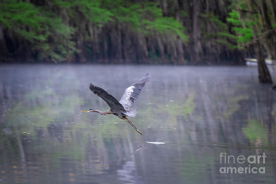 Blue Heron Flies Across Caddo Lake Photograph by Bee Creek Photography ...