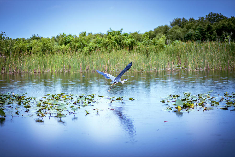 Blue Heron Flight Photograph by Blair Damson