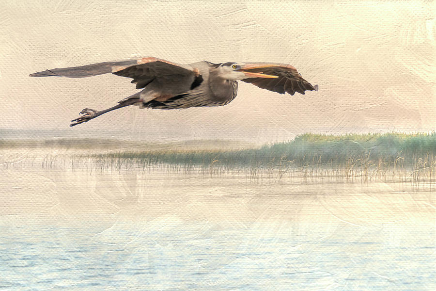 Blue Heron Flight Over the Pastel Marsh Photograph by Patti Deters
