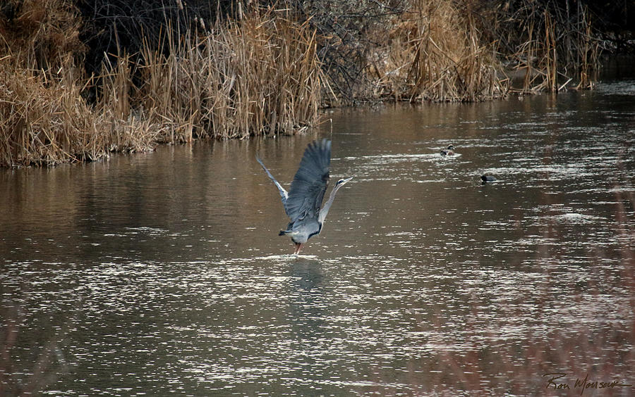 Blue Heron Flight Rio Grande Photograph by Ron Monsour