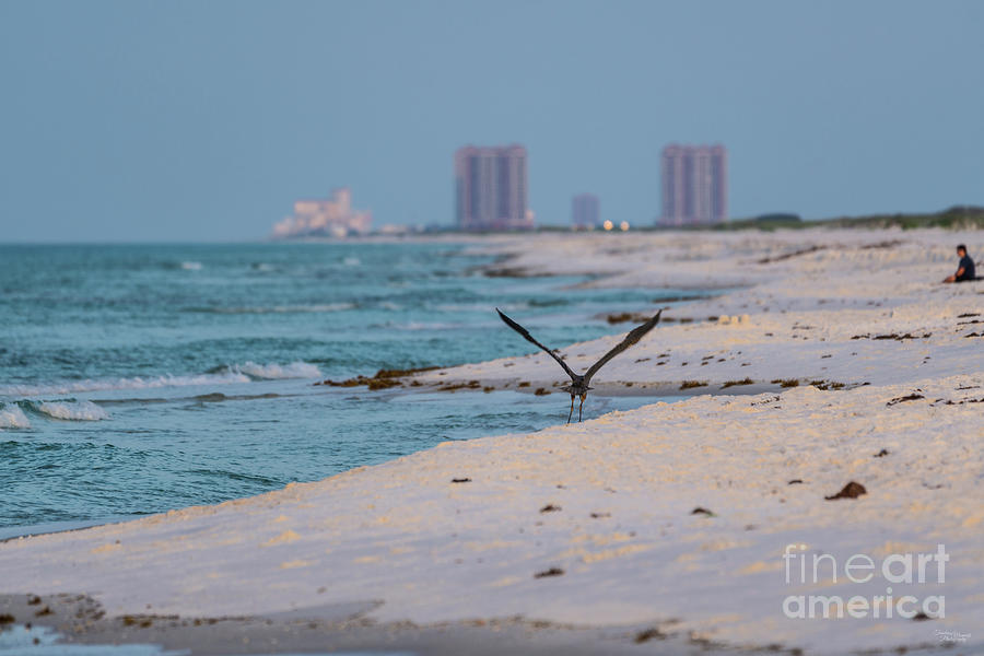 Blue Heron Florida Coast Take Off Photograph by Jennifer White