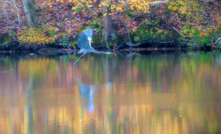 Blue heron flying across the water Photograph by Dan Friend