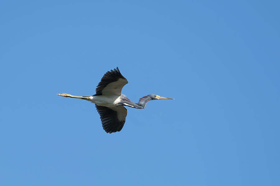 Blue heron flying  Photograph by Dan Friend