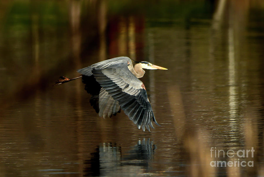 BLue Heron FLying over Water Photograph by Sandra Js