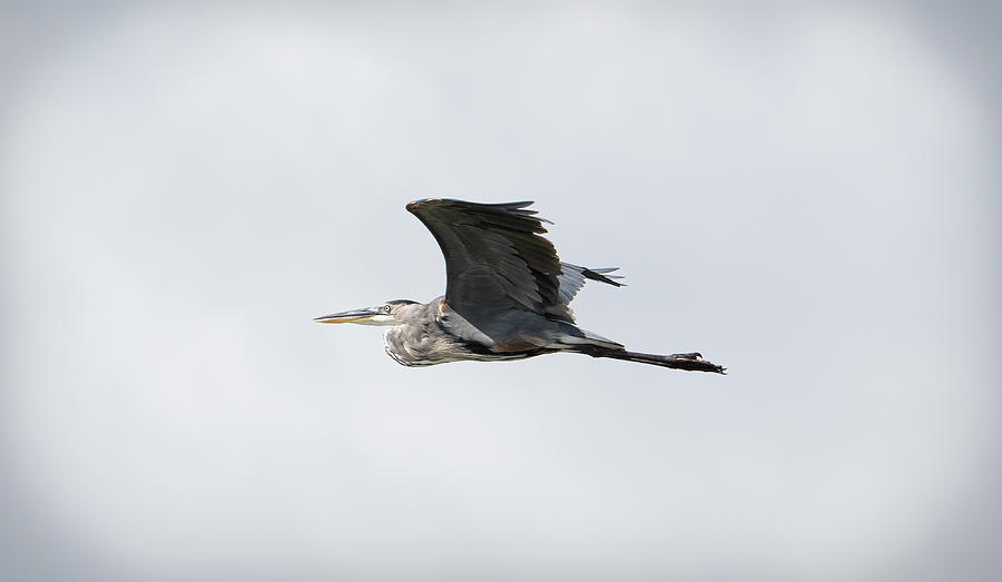 Blue Heron Flying Photograph By Silver Guerra - Fine Art America