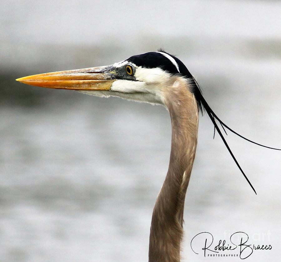 Blue Heron Focused On His Prey Photograph by Philip And Robbie Bracco