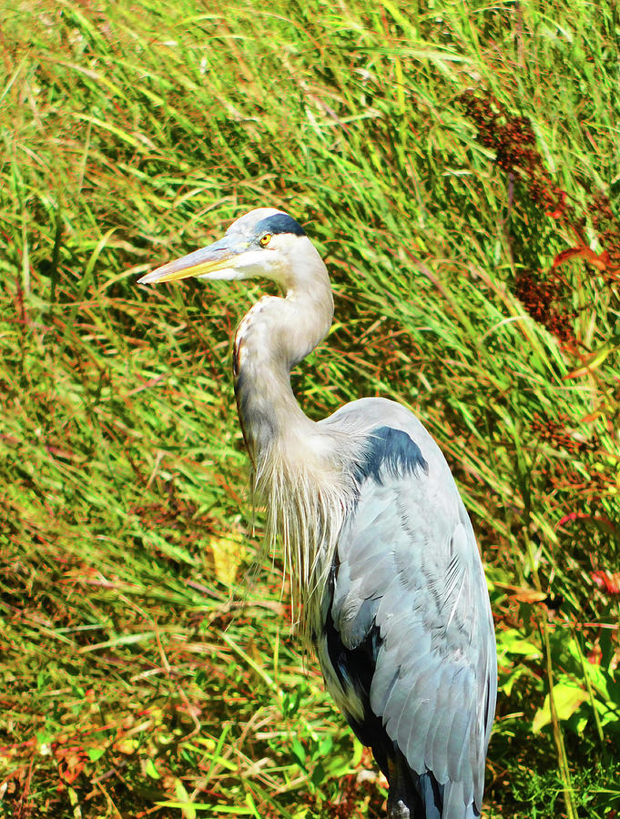 Blue Heron Gorgeousness Photograph by Emmy Marie Vickers