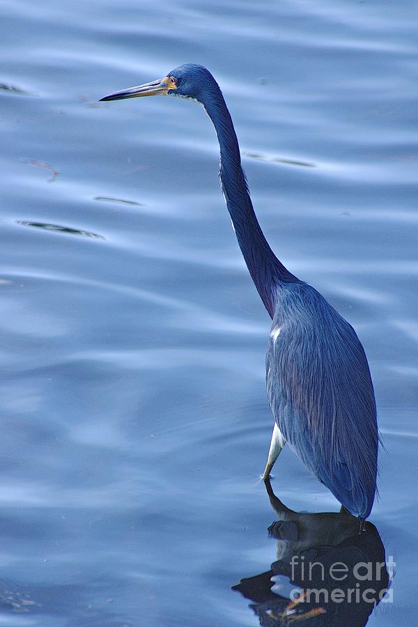 Blue Heron Photograph by Hilda Wagner