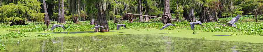 Blue Heron In A Louisiana Swamp Photograph