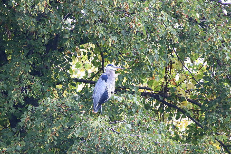 Blue heron in a tree Photograph by Gerald Salamone