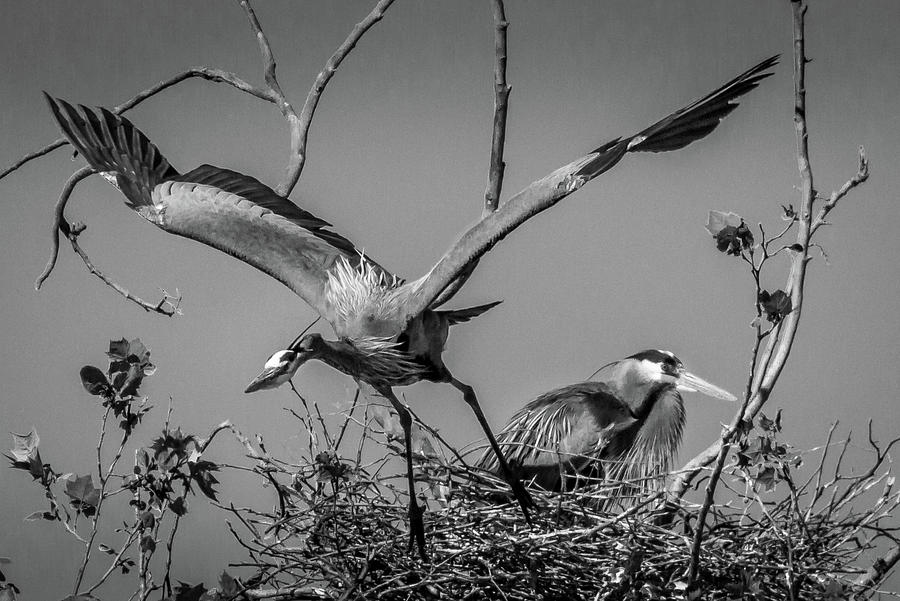 Blue Heron in Black and White Photograph by David Wagenblatt