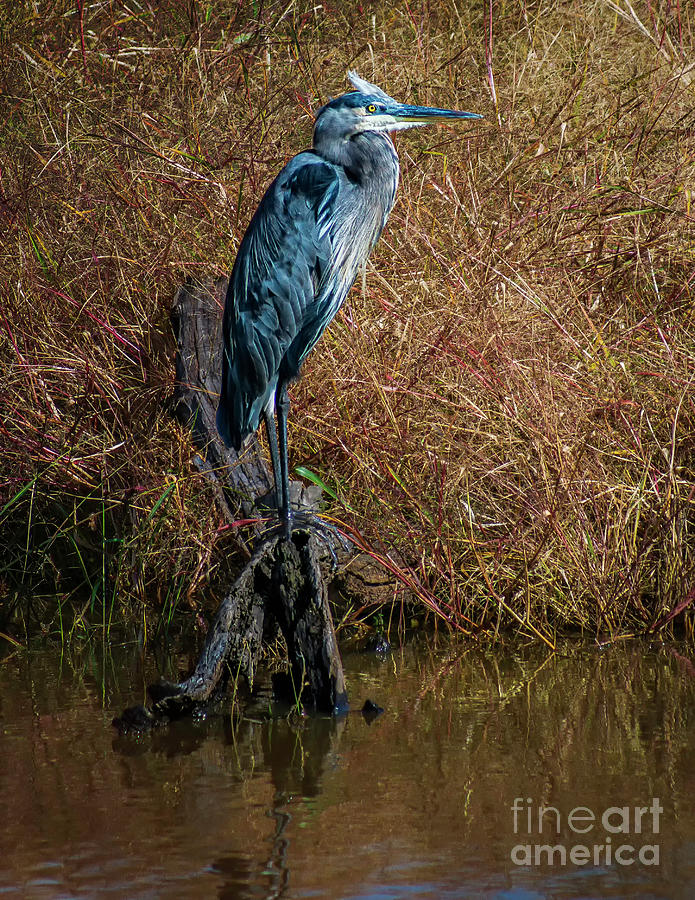 Blue Heron In Blackwater Photograph