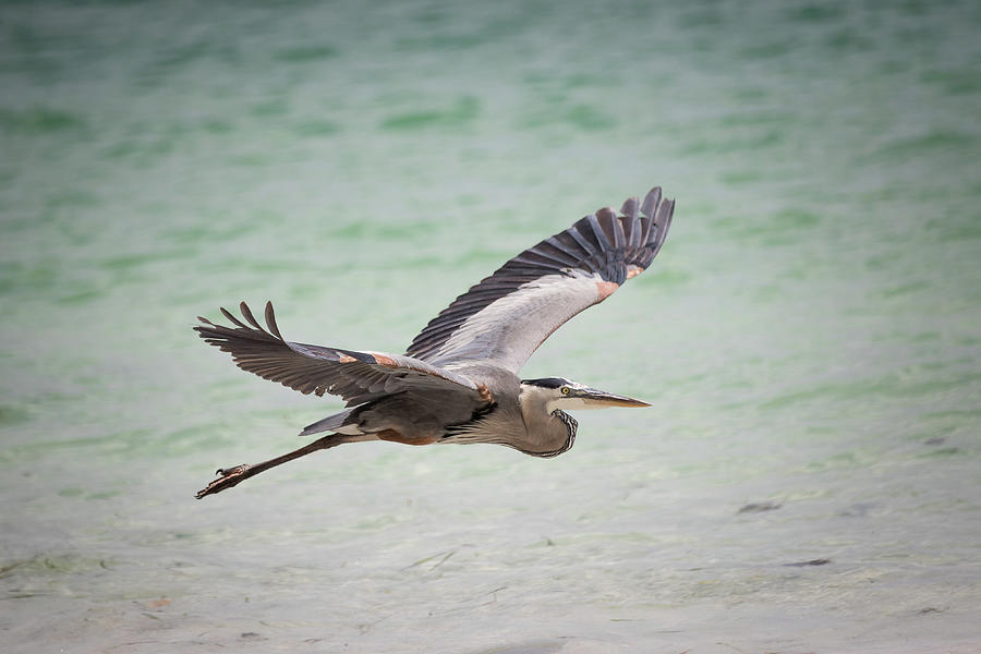 Blue Heron in Flight 1 Photograph by Joni Eskridge