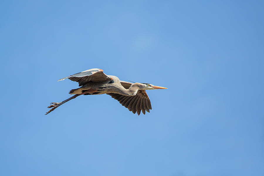 Blue Heron In Flight Photograph by Dale Kincaid