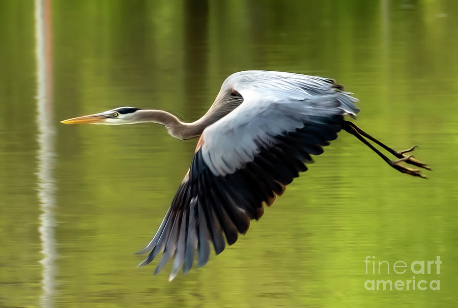 Blue Heron in Flight Digital Oil Paint Photograph by Sandra Js