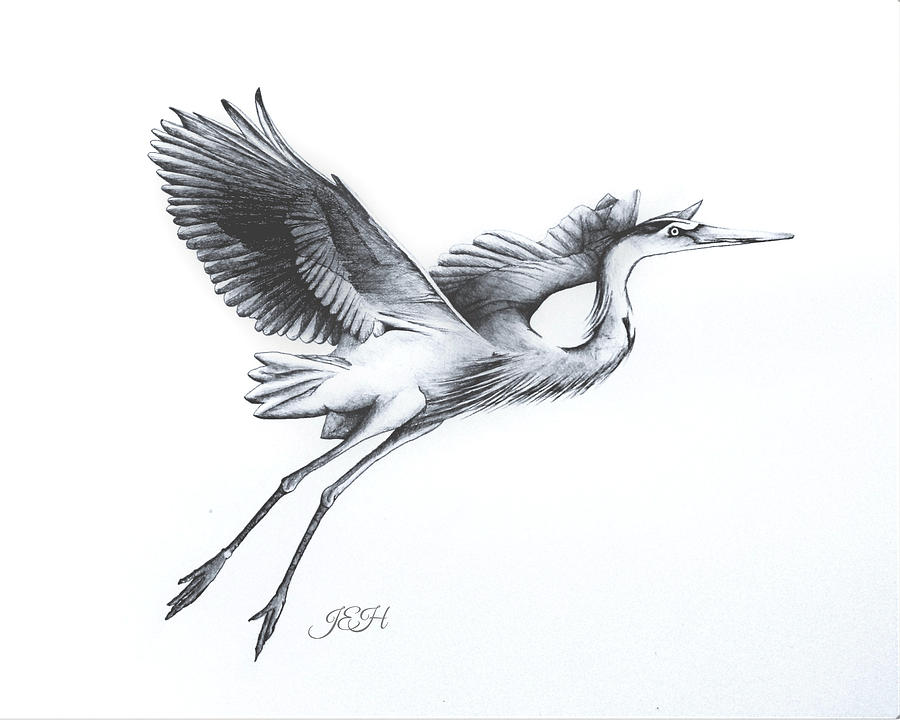 Heron Drawing - Blue Heron - In Flight by Judy Horan