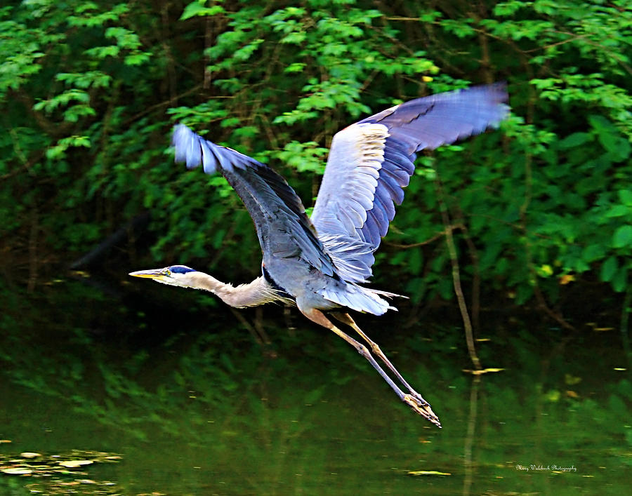 Blue Heron in Flight Photograph by Mary Walchuck